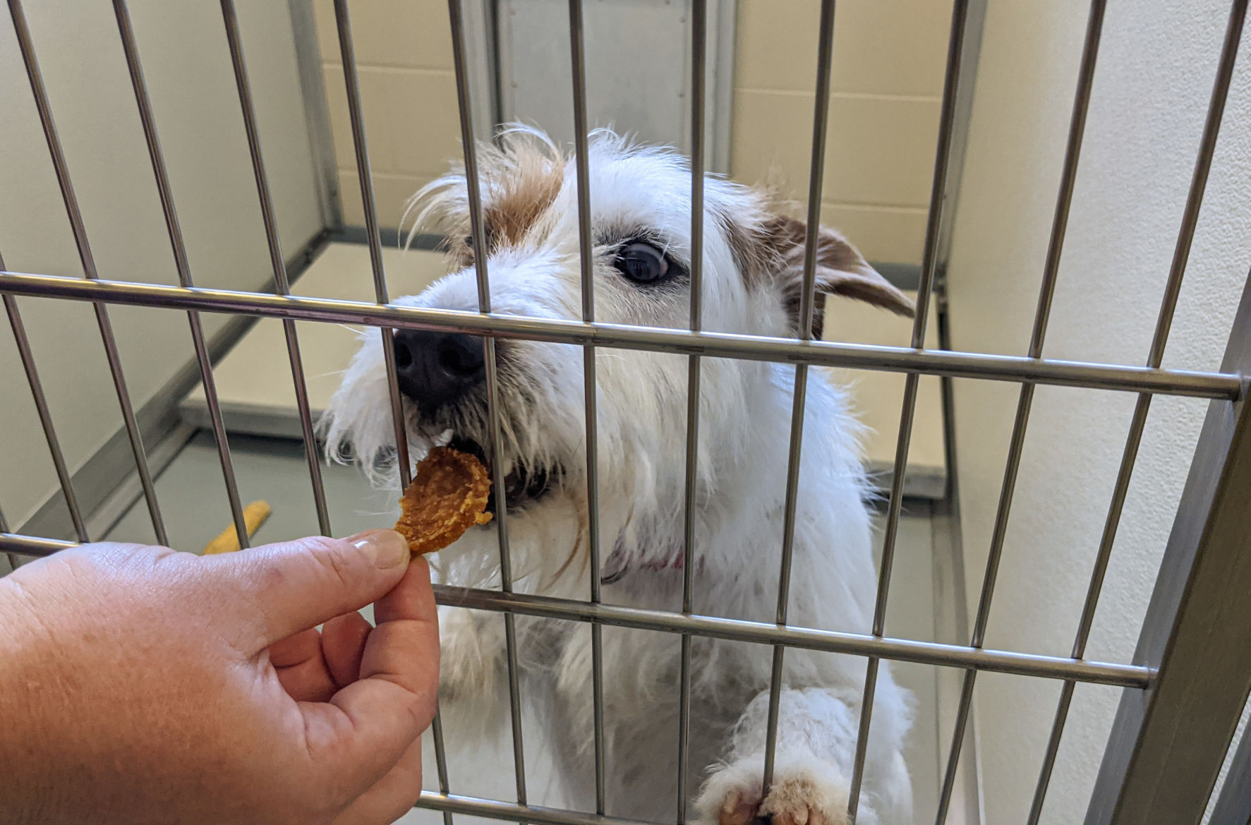 NI Humane Society pets for adoption-5.jpg
